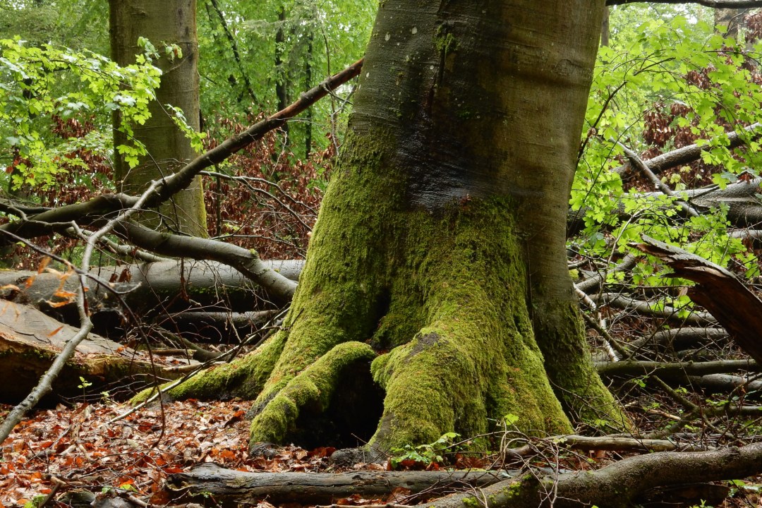 Alter Buchenbestand mit Biotopbäumen und Totholz | © Christian Stierstorfer