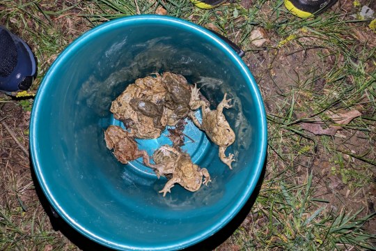 Erdkröten im Eimer | © Nicole Bottesch