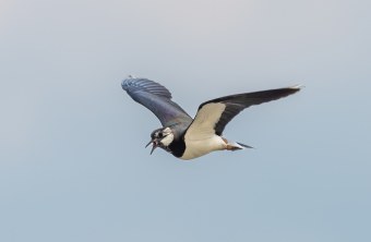 Fliegender Kiebitz | © Meyer Marcus