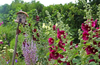 Artenreicher Garten | © Peter Bria