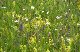 Blühwiesen | © Franziska Wenger