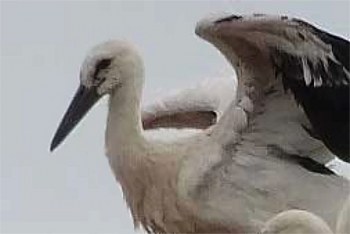 Weißstorch Pörnbach | © H. Abold