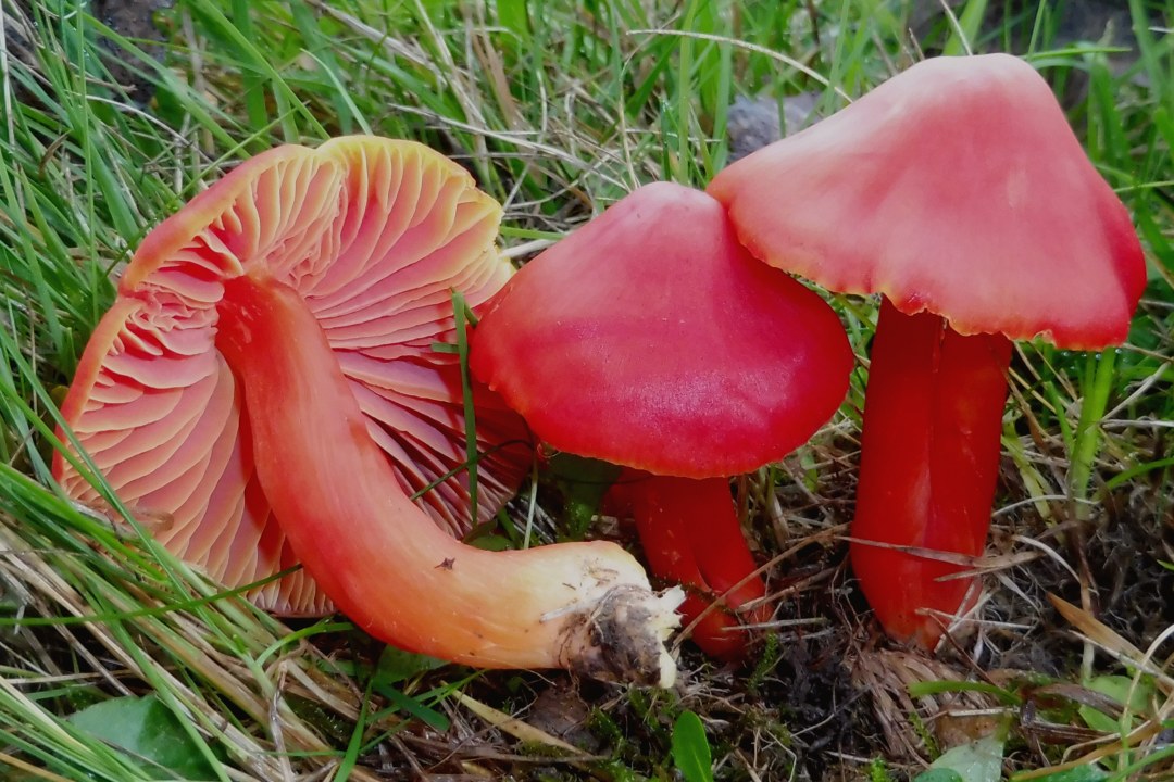 Prächtiger Saftling | © Rudi Markones