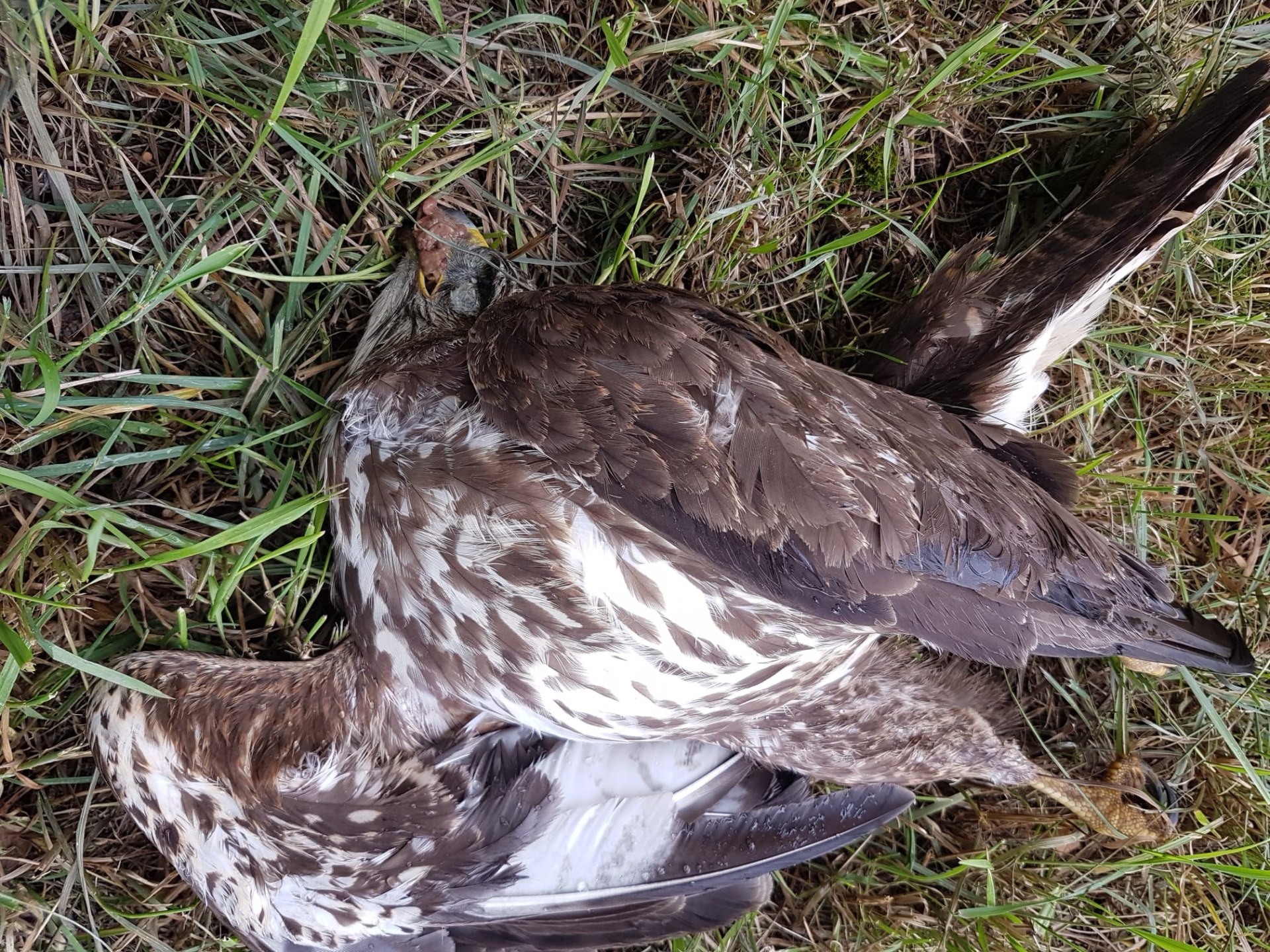 Mäusebussard mit Köder | © Georg Hagel