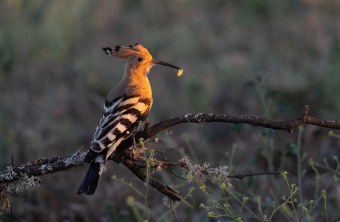 Wiedehopf | © Josef Baumgartner