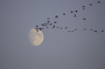 Kraniche im V | © Gunther Zieger