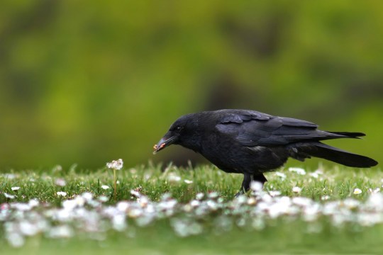 Rabenkrähe auf einer grünen Wiese mit vielen weißen Blumen | © Markus Gläßel