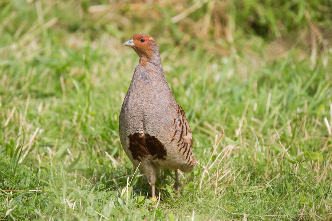 Rebhuhn | © Ralph Sturm