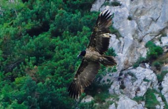 Recka in der Halsgrube |© C. Steiger