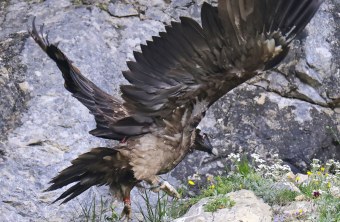 Recka hüpft mit ausgebreiteten Flügeln auf Fels | © Markus Leitner