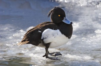Reiherente steht auf Eis | © Marcus Bosch