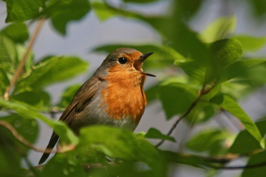 Rotkehlchen | © Dr. Christoph Moning