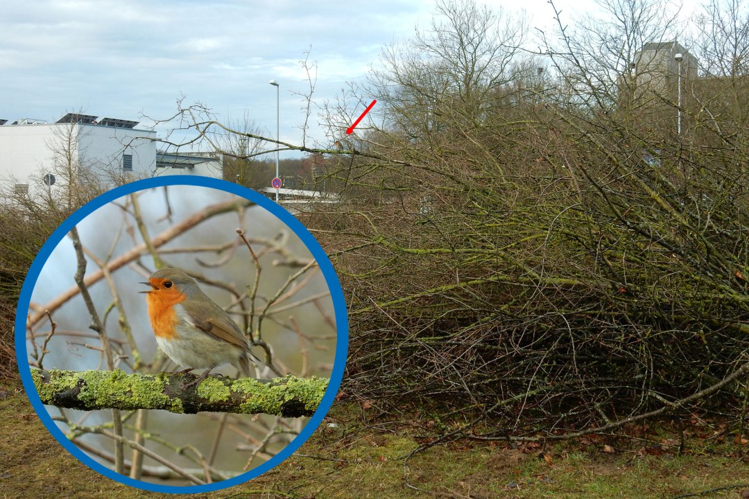 Rotkehlchen auf einem Asthaufen | © LBV