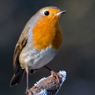 Nahaufnahme Rotkehlchen | © Bernd Ullrich