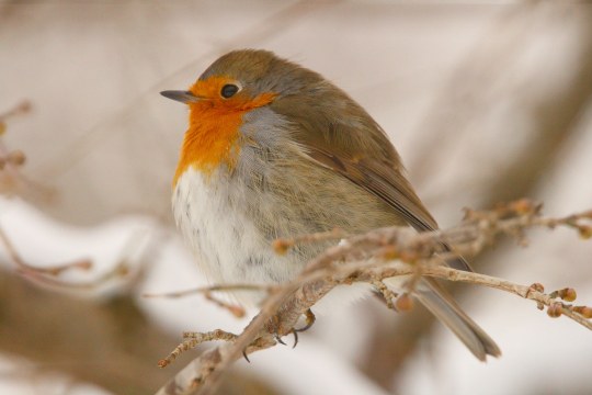Rotkehlchen im Schnee | ©Monika Graf