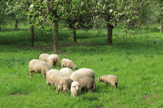 Schafe | © Thomas Staab