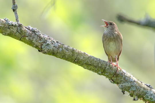 Schlagschwirl singt auf Ast | © Gunther Zieger