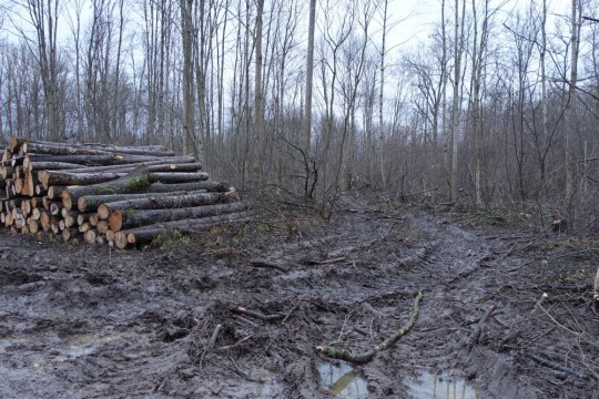 Schneise durch den Wald | © Rudolf Wittmann