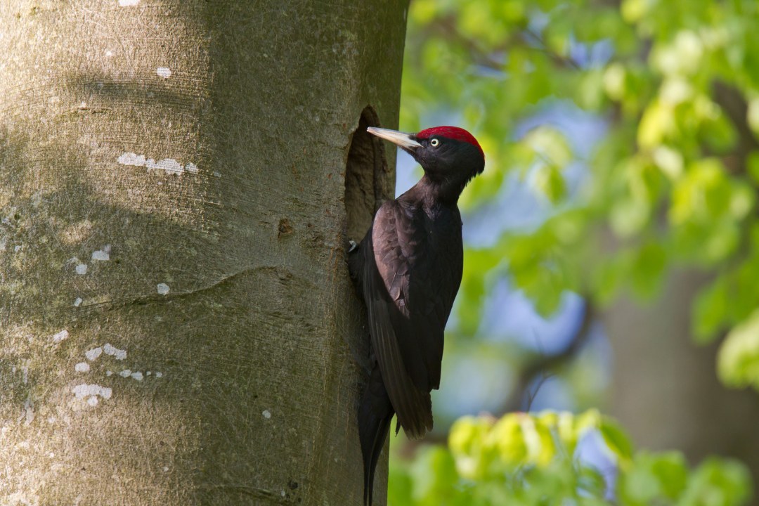 Schwarzspecht an einem Baum | © Marcus Bosch
