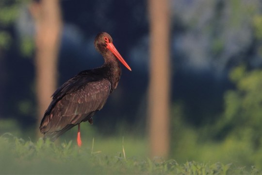 Schwarzstorch in der Wiese | © Stefan Masur