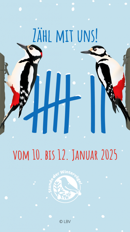 Story Stunde der Wintervögel