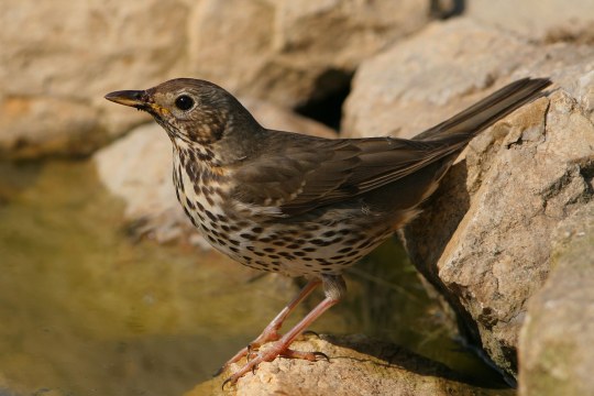 Singdrossel auf Stein an Wasser | © Zdenek Tunka