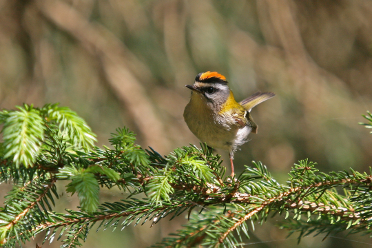 Sommergoldhähnchen auf Nadelgehölz-Zweig | © Dr. Christoph Moning
