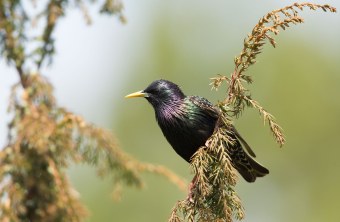 Star sitzt auf einem Wacholderstrauch und schaut nach links | © Rosl Rößner