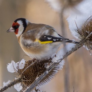 Stieglitz im Winter | © Andreas Hartl