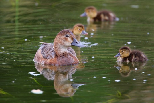 Tafelenten Familie schwimmt im Wasser | © Zdenek Tunka