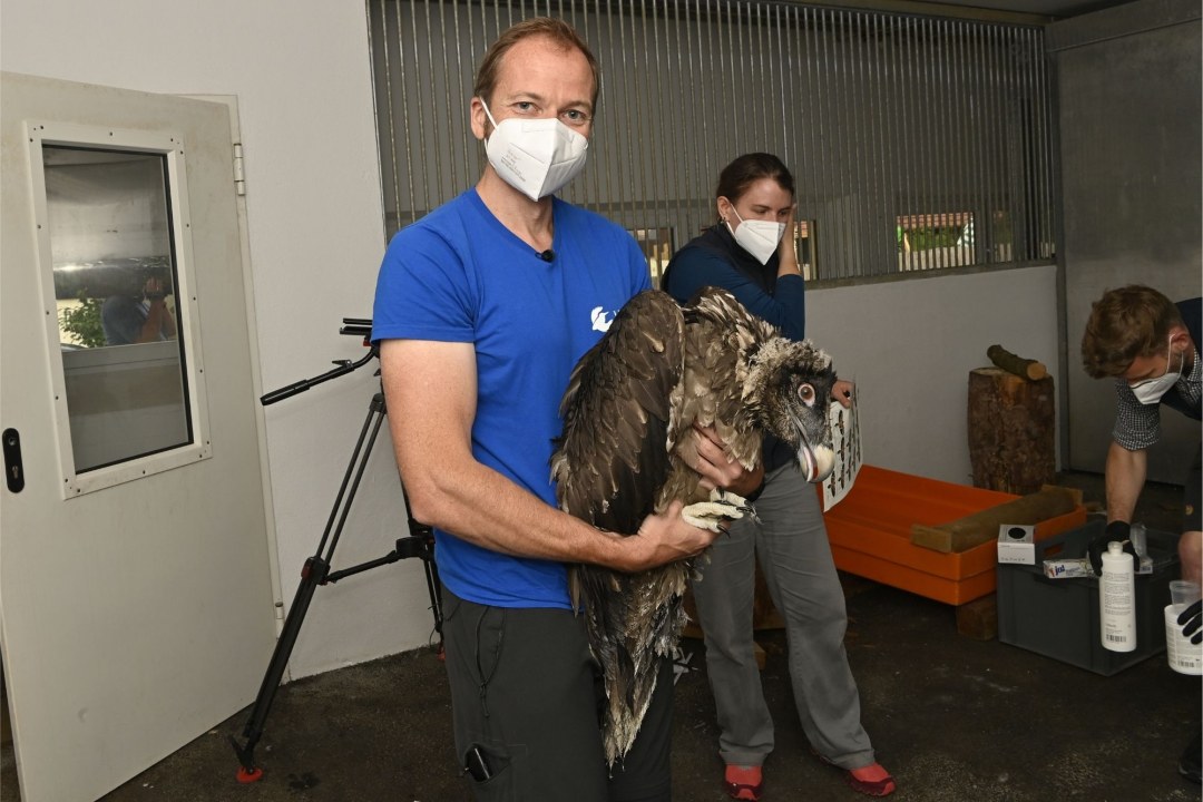 Toni Wegscheider (LBV) mit Bartgeier | © Hansruedi Weyrich