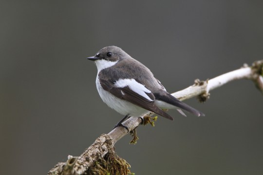 Trauerschnäpper auf Ast | © Hans-Joachim Fünfstück