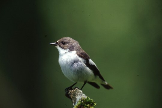 Trauerschnäpper auf Ast | © Heinz Tuschl