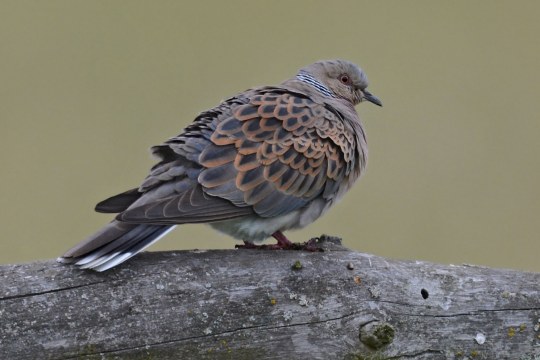 Turteltaube sitzt auf einem Stamm | © Herbert Henderkes