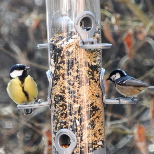 Eine Kohlmeise und eine Tannenmeise sitzen an einer Futtersäule des AWO-Pflegeheims Wendelstein | © AWO-Pflegeheim Wendelstein