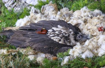 Vinzenz in der Nische | © Markus Leitner