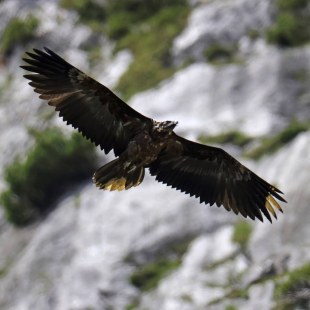 Bartgeier Vinzenz im Flug | © Markus Leitner