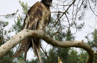 Vinzenz auf einer Kiefer |© Matthias Feldhoff