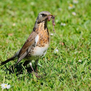 Wacholderdrossel auf einer grünen Wiese mit einem Wurm im Schnabel | © Marianne Schneider