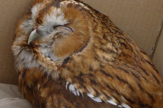 Waldkauz in einer Transportbox | © LBV