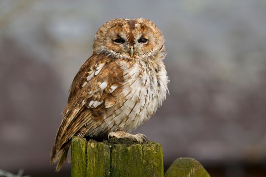 Waldkauz sitzt auf einem Holzzaun vor einem verschwommenen, grauen Hintergrund | © Rosl Rößner