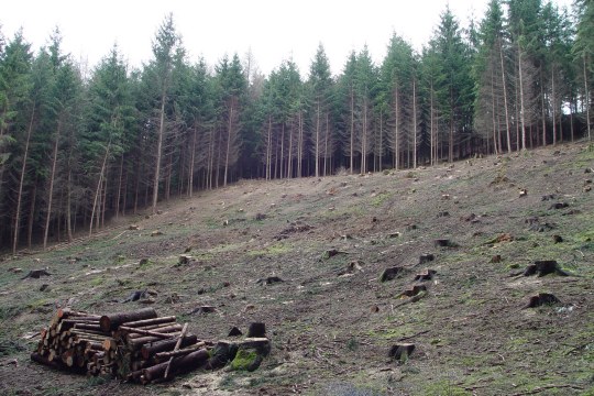 Waldumbau | © Zoran Jokic