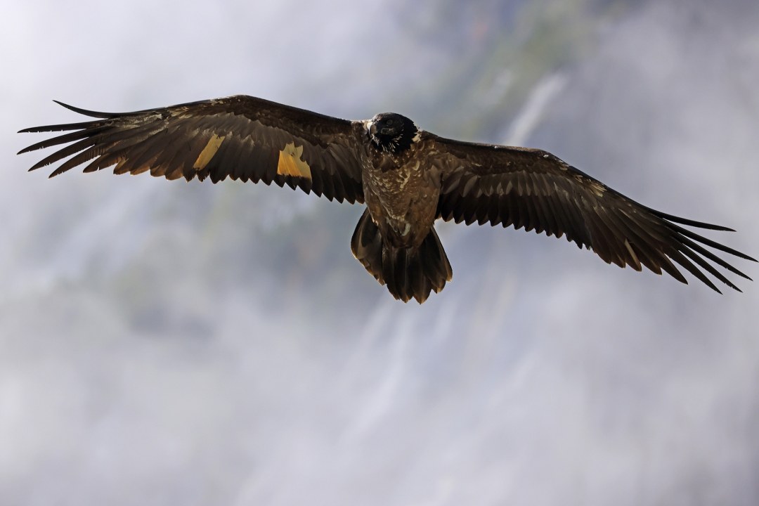 Wally im Flug | © Markus Leitner