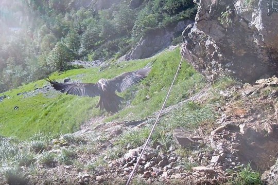 Wally fliegt aus LBV Bartgeierwebcam (1) | © LBV