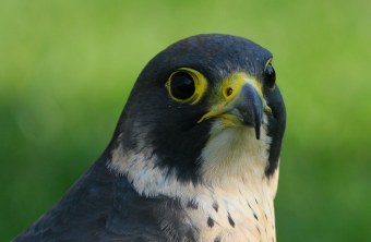 Wanderfalke | © Zdenek Tunka