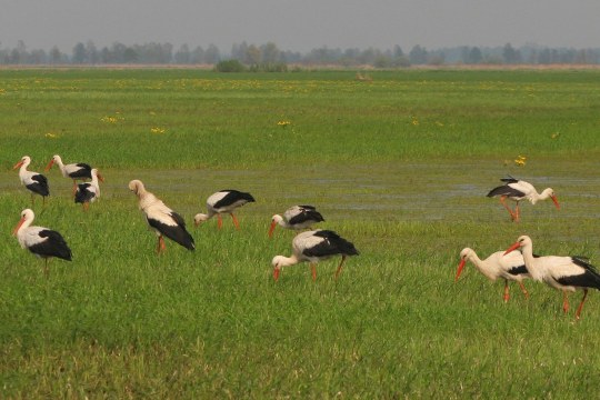Elf Weißstörche sitzen versammelt auf einer weiten grünen Wiese und suchen nach Futter | © Zdenek Tunka
