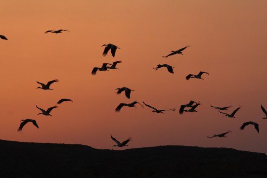 Schwarze Silhouetten eines Schwarms Weißstörche im Abendrot am Himmel | © Dr. Christoph Moning