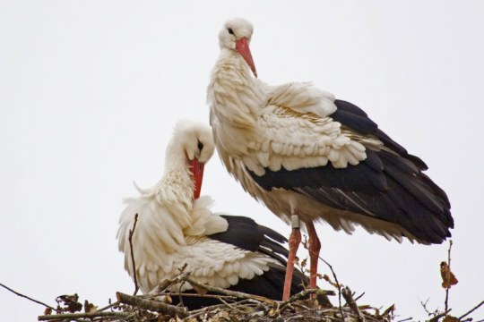 Ein stehender und ein sitzender Weißstorch im Horst | © K. Reindl