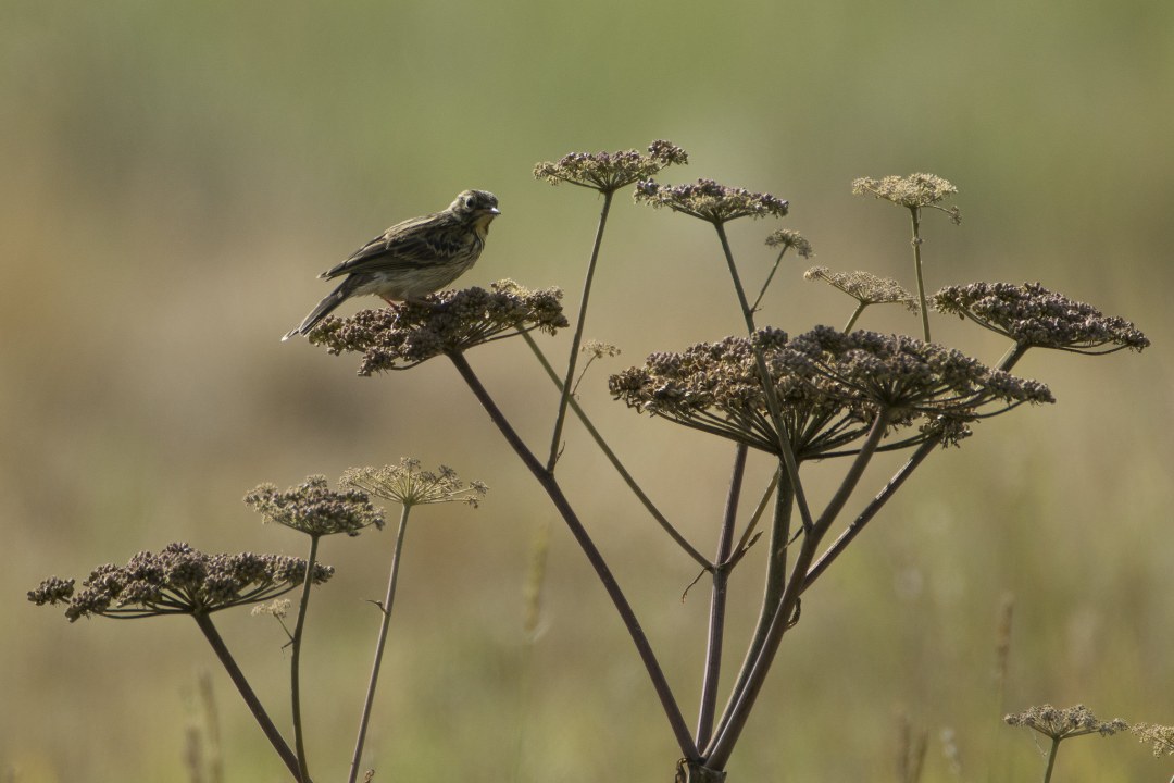 Wiesenpiper | © Jürgen Bartels