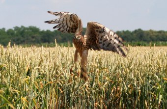 Wiesenweihe steigt aus einem Feld auf | © Zdenek Tunka